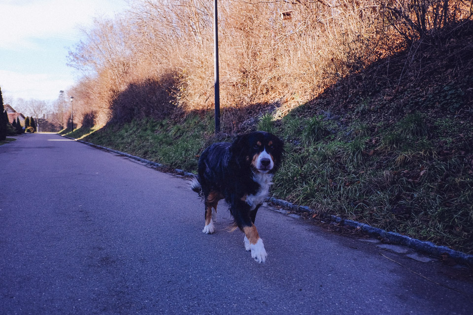 tomweiler-4256