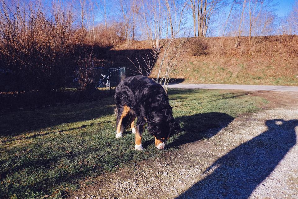 tomweiler-4268